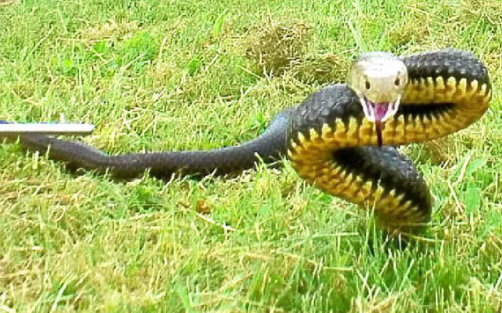 Snake catcher Dave Beck took this photo of an unhappy brown snake while in Kilkivan. Snake catcher Dave Beck took this photo of an unhappy brown snake while in Kilkivan.
